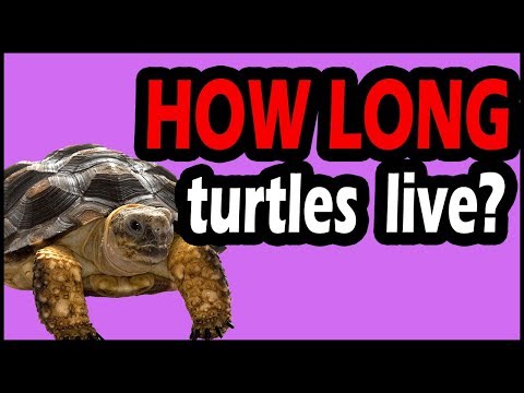 How Long Do Pet Turtles Live?