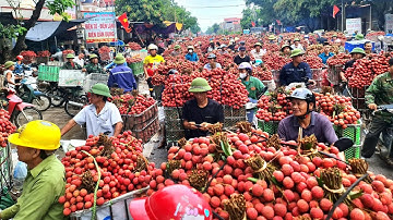 Cập Nhật Giá Vải Hôm Nay và Toàn Cảnh Sự Vất Vả Khi Đi Bán Của Nông Dân Tại Lục Ngạn Bắc Giang