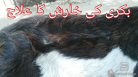 Mange mites infestation goat | Kharish | skin problem | allergy | scabies