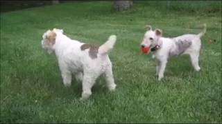 WIRE FOX TERRIER POPPY PLAYING WITH HER FRIENDS by WireFoxRescueMidwest 427 views 6 years ago 2 minutes, 40 seconds