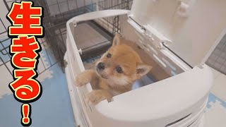 I was moved by the sight of a puppy desperately trying to survive. by 豆柴おもしろ4兄妹 58,993 views 19 hours ago 9 minutes, 43 seconds