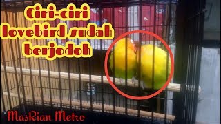 Ciri-ciri lovebird yang sudah jodoh dan siap untuk masuk kandang ternak