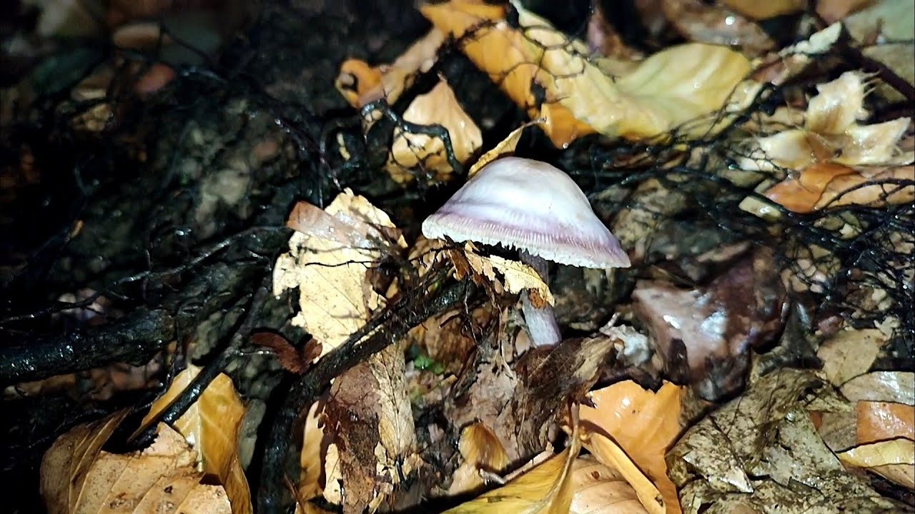 Мицена чистая (лат.Mycena pura)