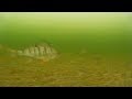 Подводный Мир Озера Сартлан Окунь Карлик Травяник и Его Подводная Царство