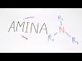 Amina (Kimia Organik) - Kimia Kelas XII