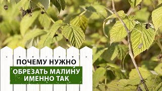 видео: Обрезайте малину только ЭТИМИ способами картинка: Обрезайте малину только ЭТИМИ способами