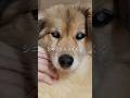 闘病生活を頑張るシニア犬…？ #ピースワンコ #保護犬