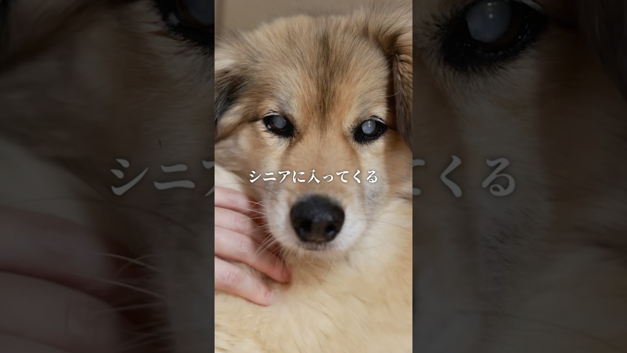 闘病生活を頑張るシニア犬…？ #ピースワンコ #保護犬