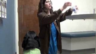 Cleaning your dog's ears by GriffithSmAnimalHosp 320 views 11 years ago 5 minutes