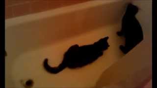 Tortie sisters play ping pong in tub by Tina Mellone 138 views 10 years ago 30 seconds