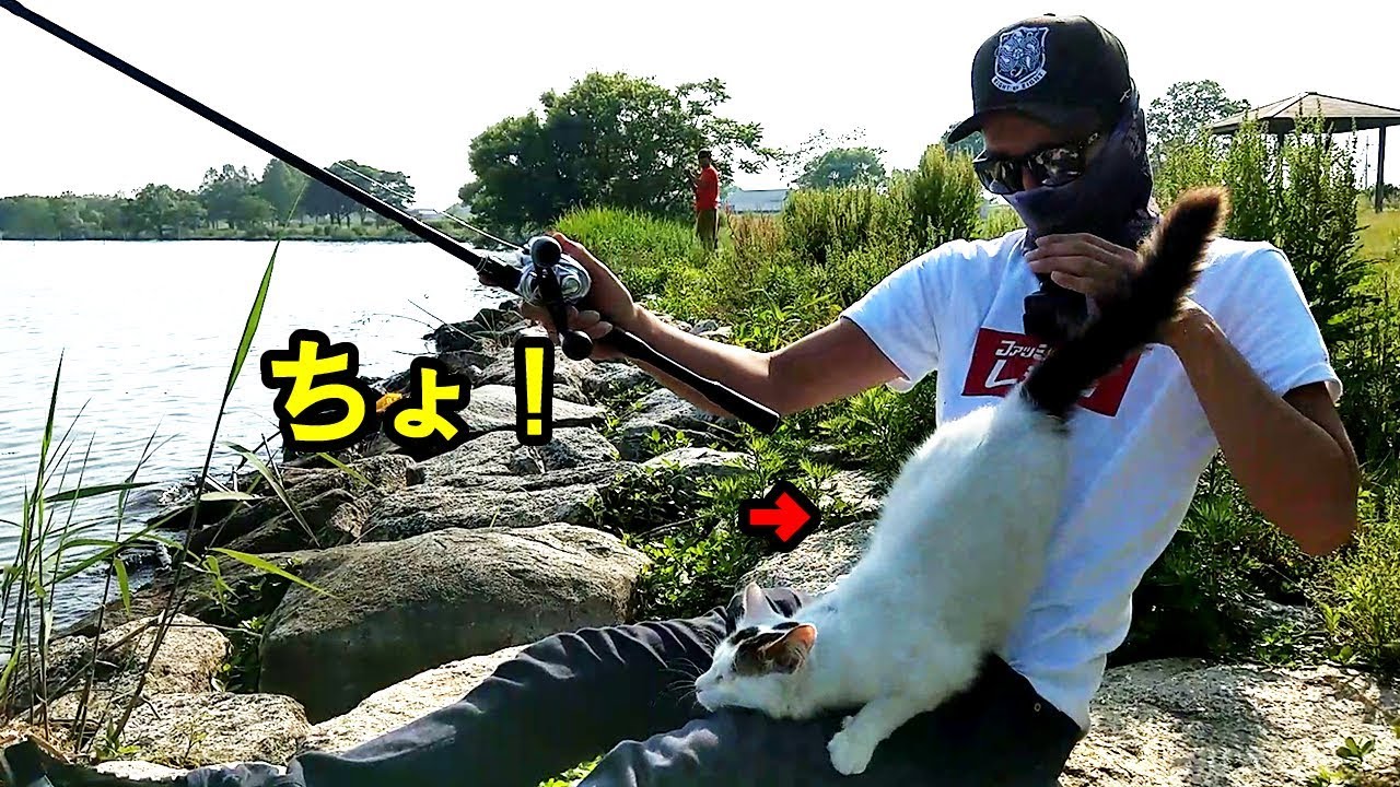 猫の釣り場で予想外の展開が Youtube 猫の釣り場で予想外の展開が Youtube