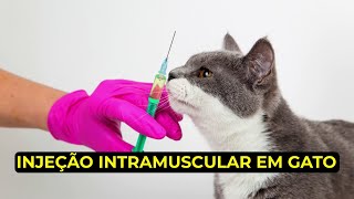 Como aplicar injeção intramuscular em gato, explicado.