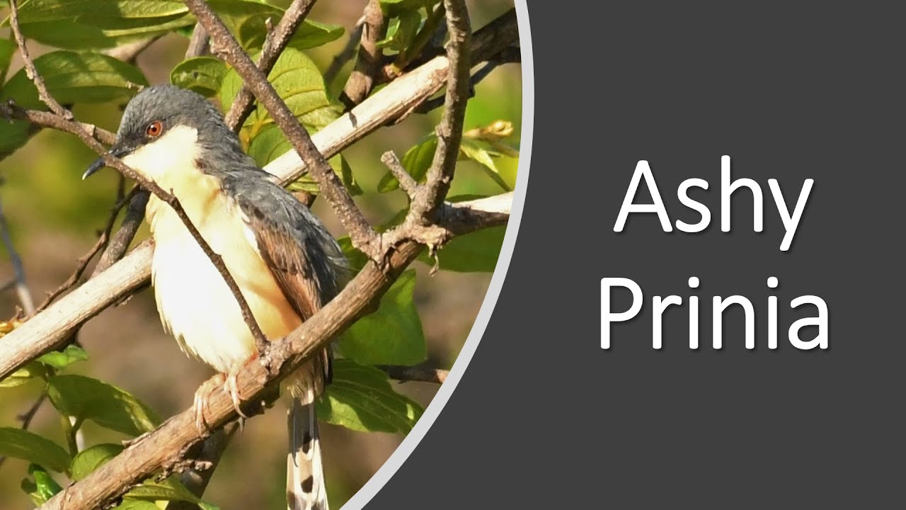 Ashy Prinia - Preening and Call