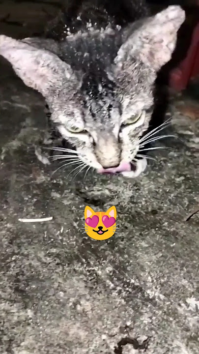 menyantuni kucing liar 201 #kucinglucu #kucing #sayangkucing #shortsviral #simeong