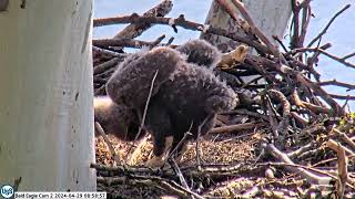 USS Bald Eagle Cam 2 on 4-29-24 @ 8:58:44 - USS7 at 22 days old takes a few steps and PS