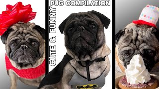 The Funniest Pug You’ve Ever Seen! (Cute & Funny Pug Compilation!)