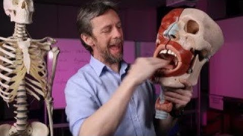 Anatomie van de mondholte