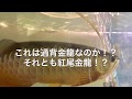 アロワナ水槽   これは過背金龍！？紅尾金龍！？検証動画！