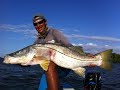 MEU RECORD DE ROBALO,GIGANTE FLECHA