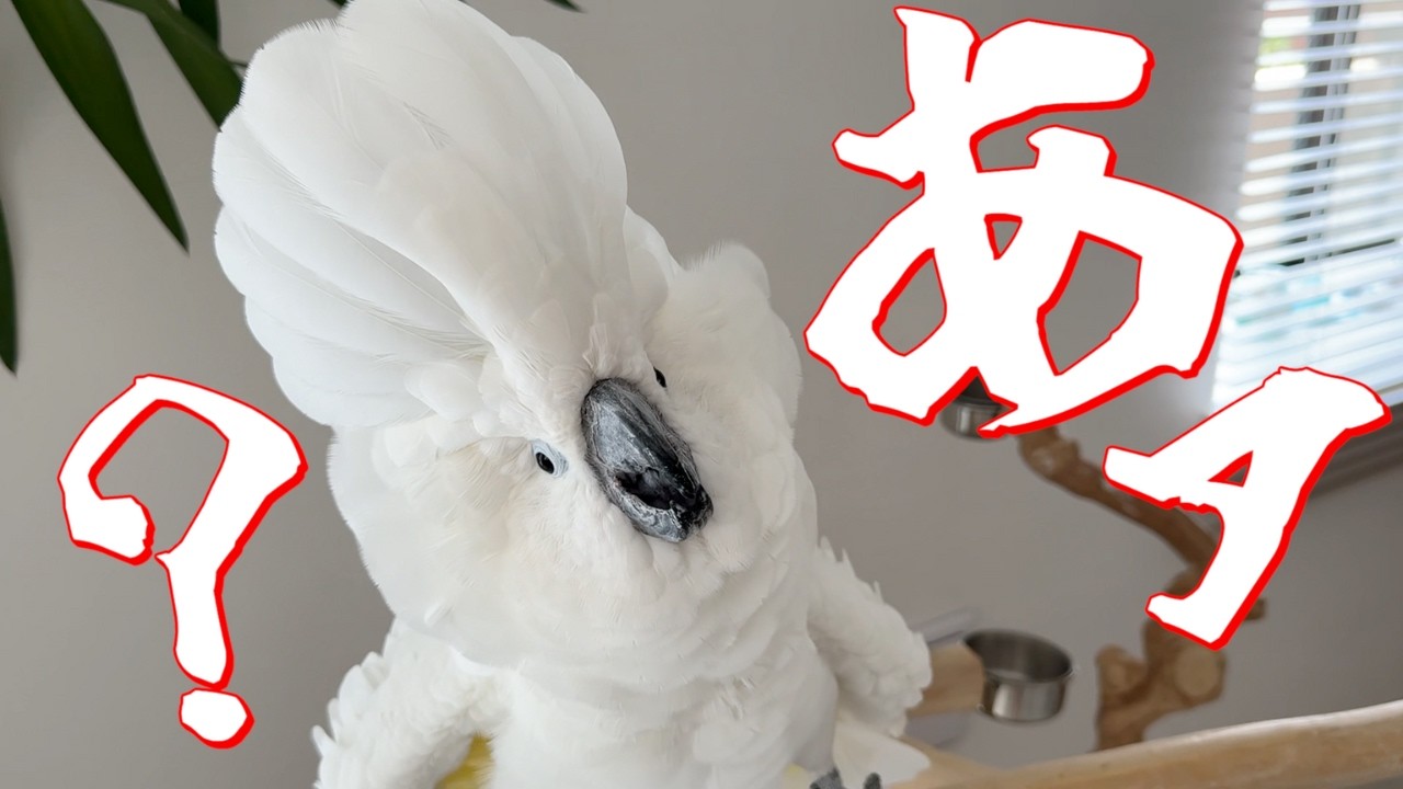 Parrots get excited when you peek out from behind something