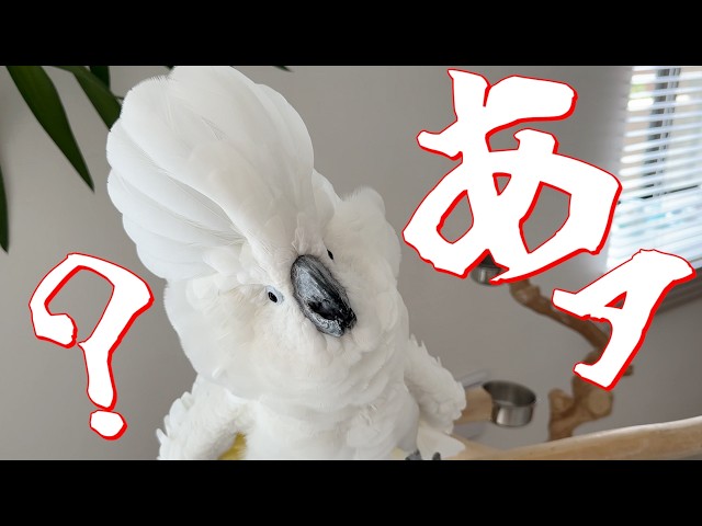 Parrots get excited when you peek out from behind something
