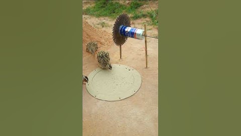 Making unique bird trap​ easy - quail trap #shorts #shortvideo #youtubeshorts
