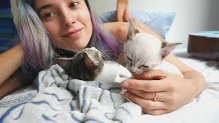Foster Kitten ASMR :: For Simone (purring, mouth sounds, licking, singing)