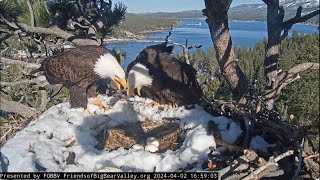 April 2, Jackie and Shadow's Tough Choice FOBBV CAM Big Bear Bald Eagle Live Nest - Cam 1