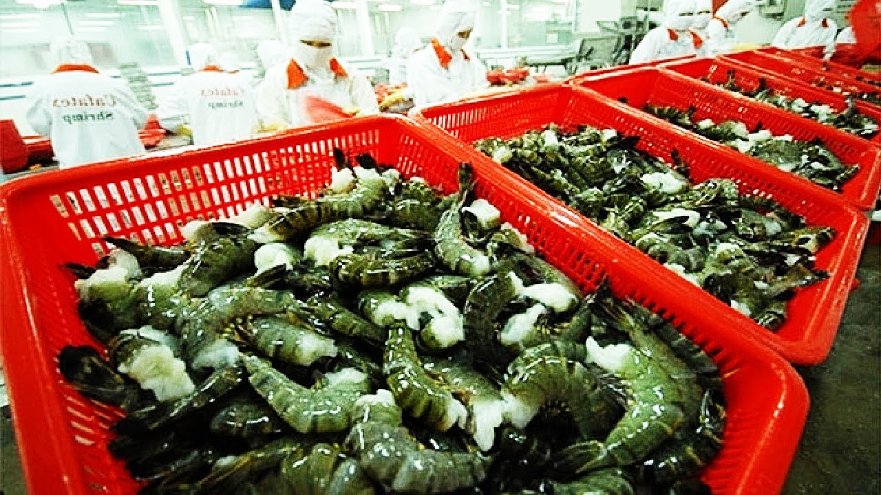 farm harvest  2022 Update  Awesome Shrimp Farm in Japan - Japan aquaculture technology -  Prawns Harvesting Packing