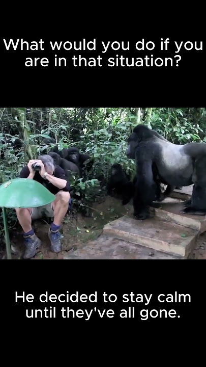 Photographer stays calm as curious silverback gorilla family approaches