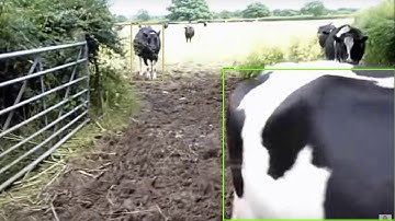 cow object detection