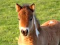 Video com a liberdade de mini-cavalos
