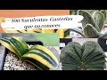 100 SUCULENTAS GASTERIAS  EXÓTICAS Y RARAS - TOP DE LAS MAS HERMOSAS