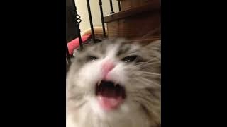 Fatin Shidqia - Aku Memilih Setia sped up