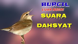 KICAU DAHSYAT |suara masteran burung luar negri mantapp