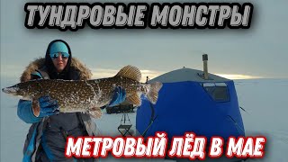 ОГРОМНЫЕ зубастые ЩУКИ. МЕТРОВЫЙ лёд в АПРЕЛЕ. 3 дня в ПАЛАТКЕ с ЖЕНОЙ в ТУНДРЕ.