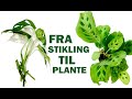 Fra stikling til plante - Show and tell