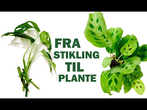 Video: Croton Formering (20 Bilder): Hvordan Forplanter Den Med Blader Og Stiklinger Hjemme? Omsorg Etter Frøplanter