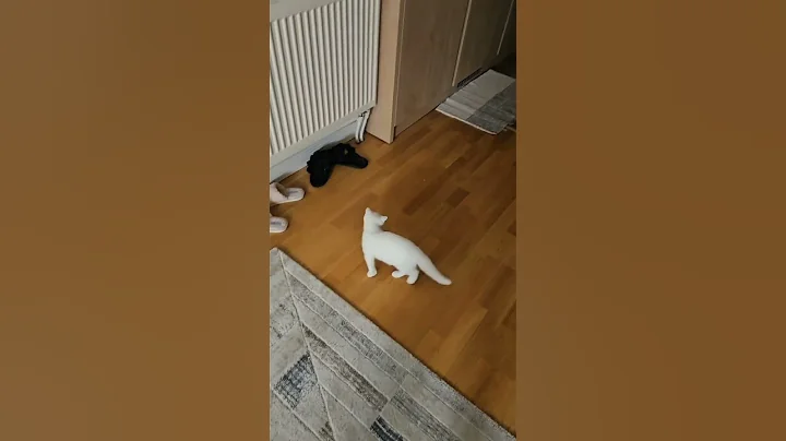 Video 9941401: scottish fold british shorthair, cat scottish fold british, fold british shorthair cute, scottish fold cat kitten, shorthair kitten britishshorthair cat