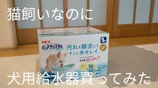 【ラガマフィン】猫でも大丈夫？犬用給水器SALEで買ってみた【猫】