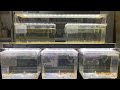 7種類400匹以上コリドラスを飼育している環境です