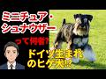【ミニチュア・シュナウザー】小さなガードマン!元は農場の職人犬!?