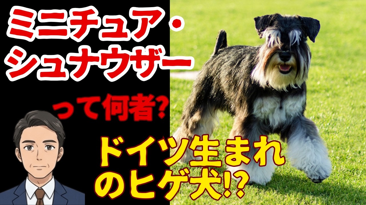 【ミニチュア・シュナウザー】小さなガードマン!元は農場の職人犬!?