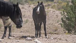 Stock - Wild horse yawning showing its teeth