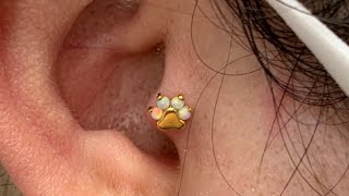 TRAGUS PIERCING HUELLA ÓPALOS BLANCOS 💉👂