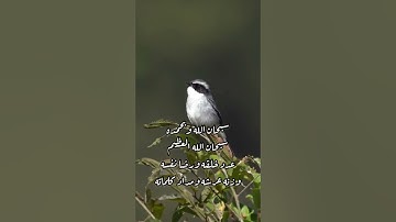 تلاوة خاشعة تأخذك إلي عالم أخر( إن المتقين )طبيعة وطيور(لا إله إلا الله محمد رسول الله)🤍