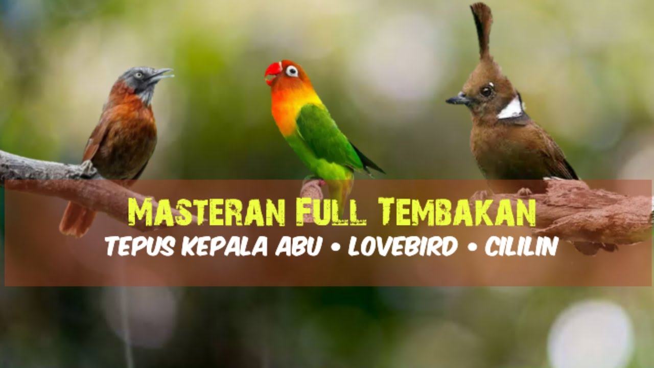 Kombinasi Masteran | Tepus Kepala Abu - Lovebird - Cililin