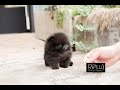 True teacup black pomeranian teddy bear kasey  rolly teacup puppies