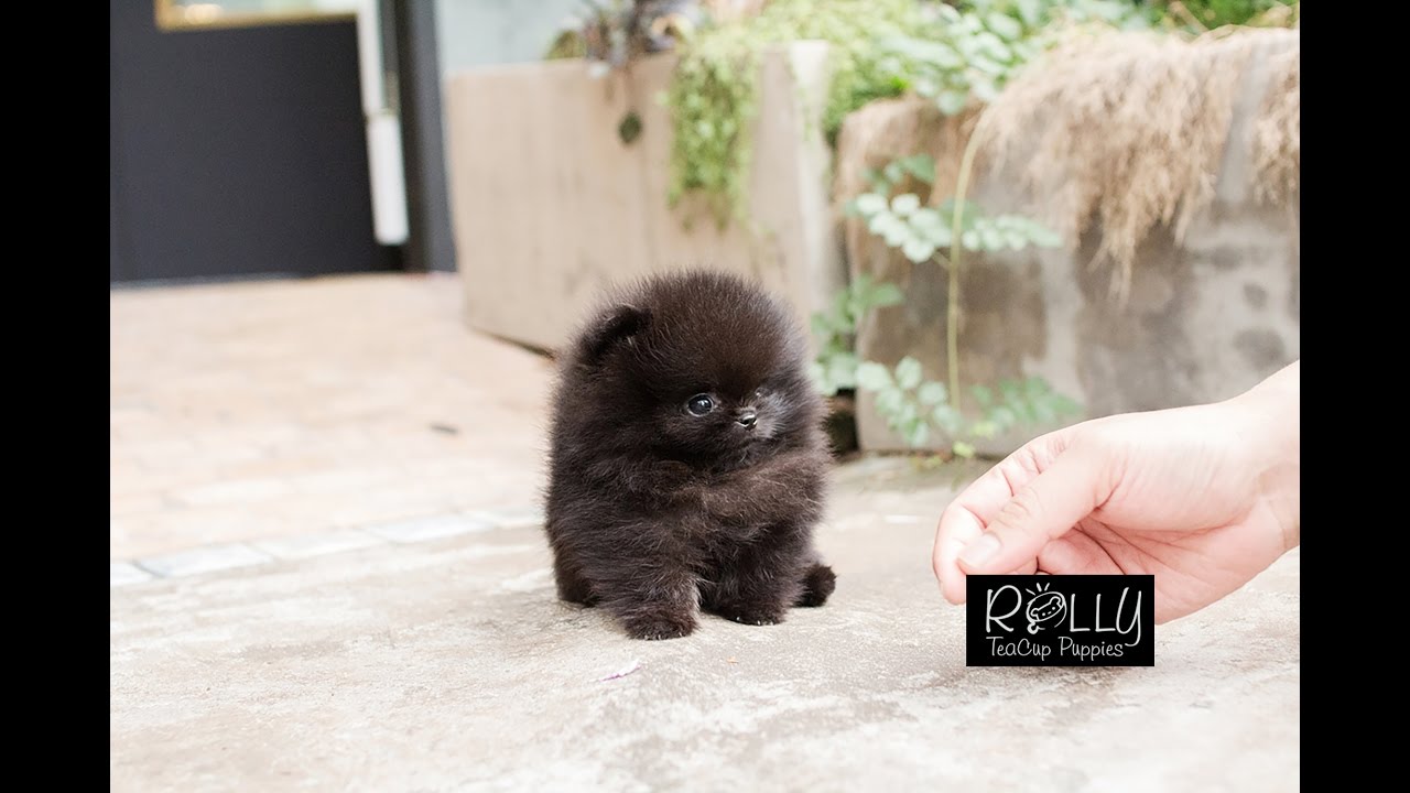 black teacup puppy