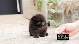 True Teacup Black Pomeranian Teddy Bear!! Kasey - Rolly Teacup Puppies